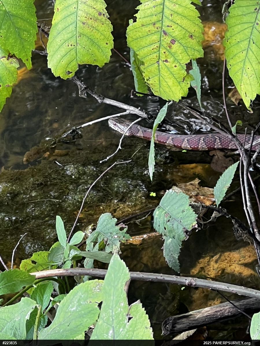 Northern Watersnake