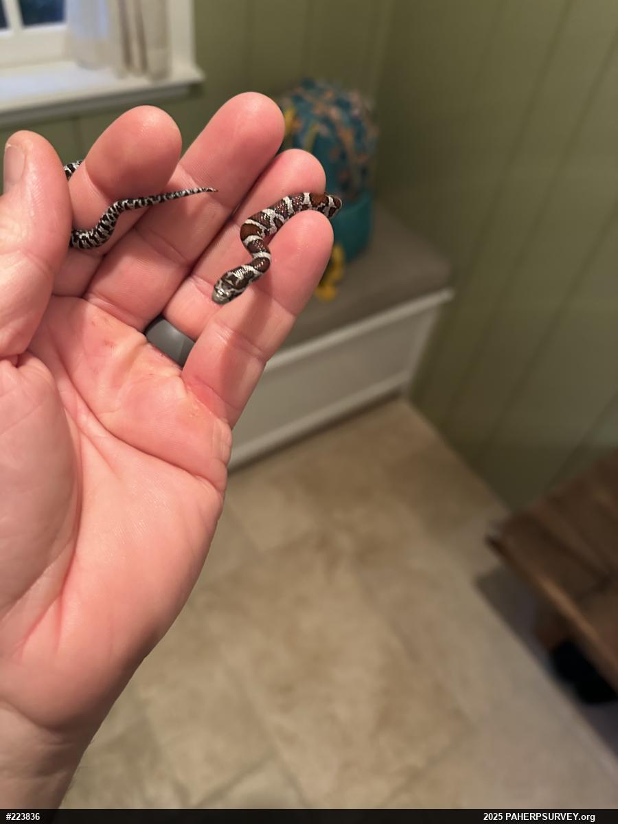 Eastern Milksnake