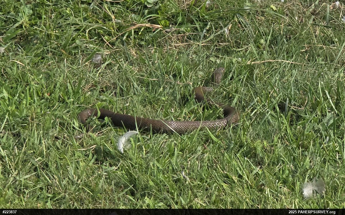 Northern Watersnake