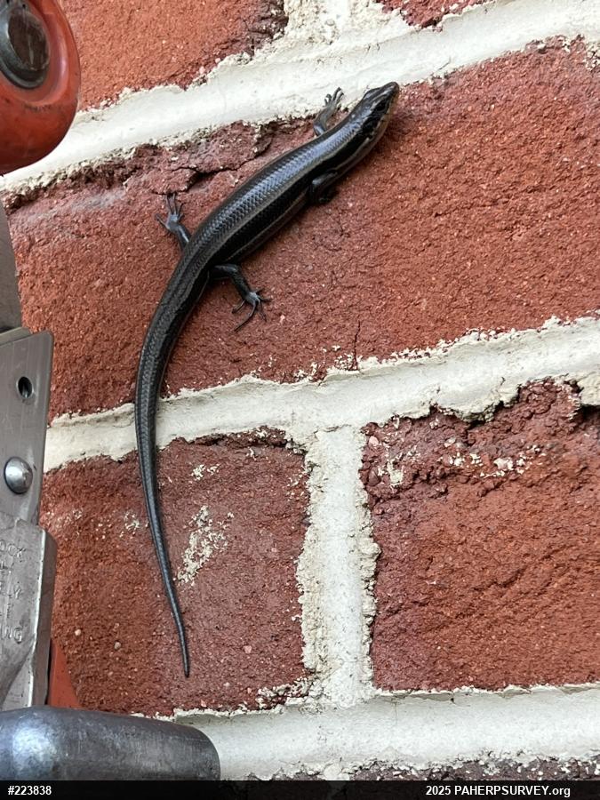 Common Five-lined Skink