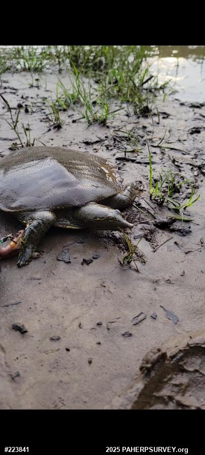 Eastern Spiny Softshell
