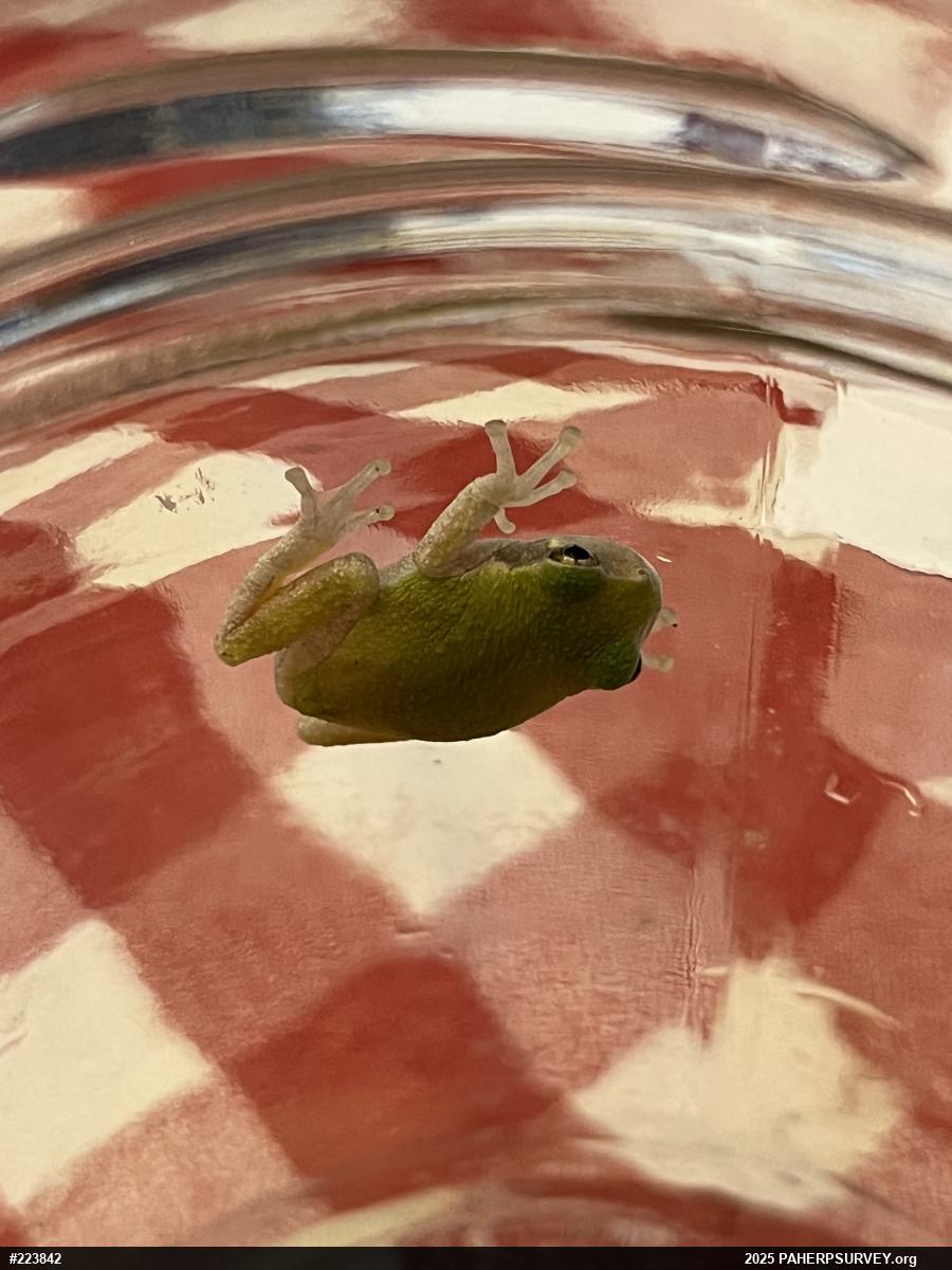 Unknown Gray Treefrog