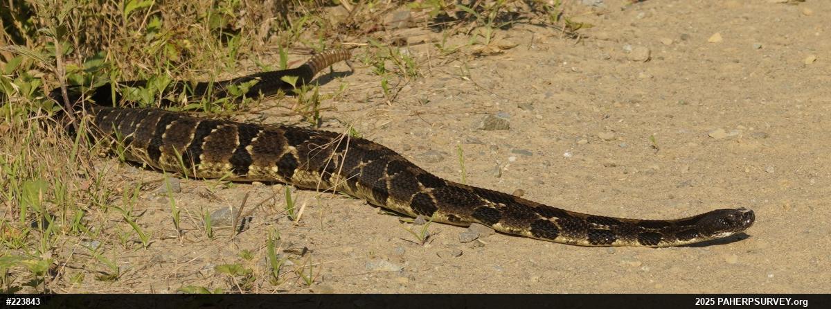 Timber Rattlesnake