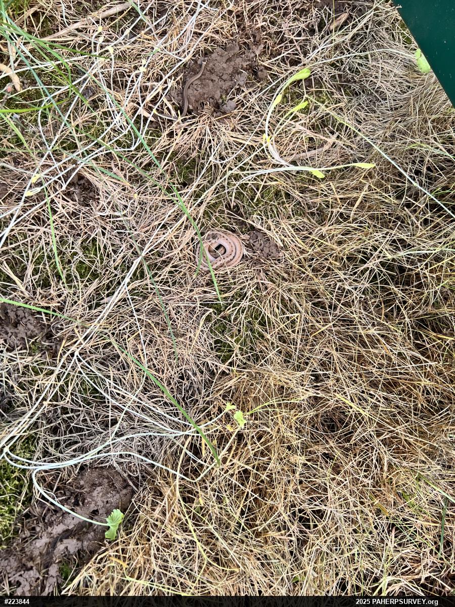 Dekay's Brownsnake