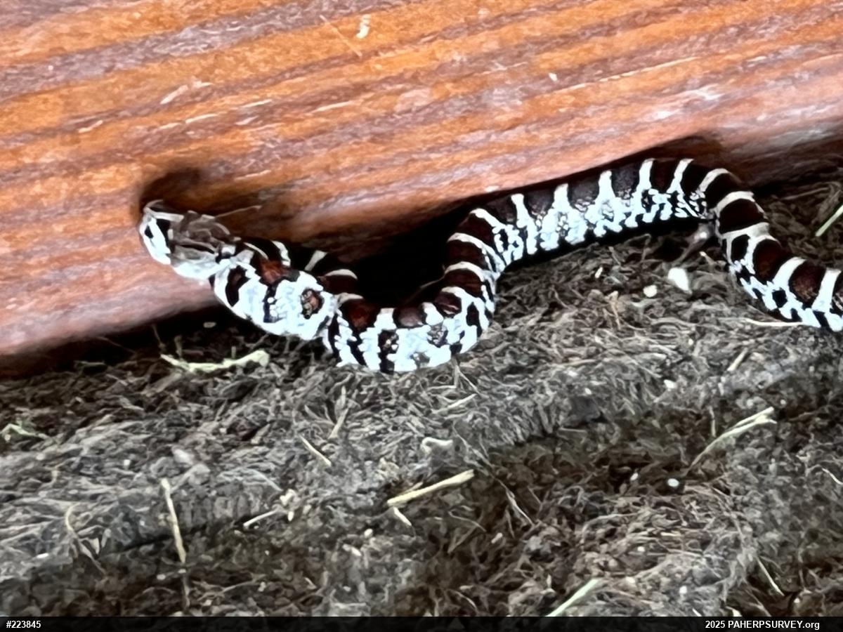 Eastern Milksnake