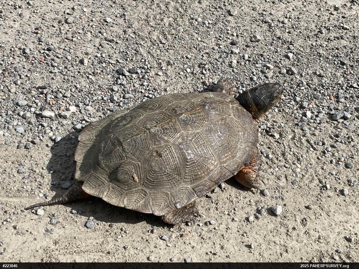Wood Turtle