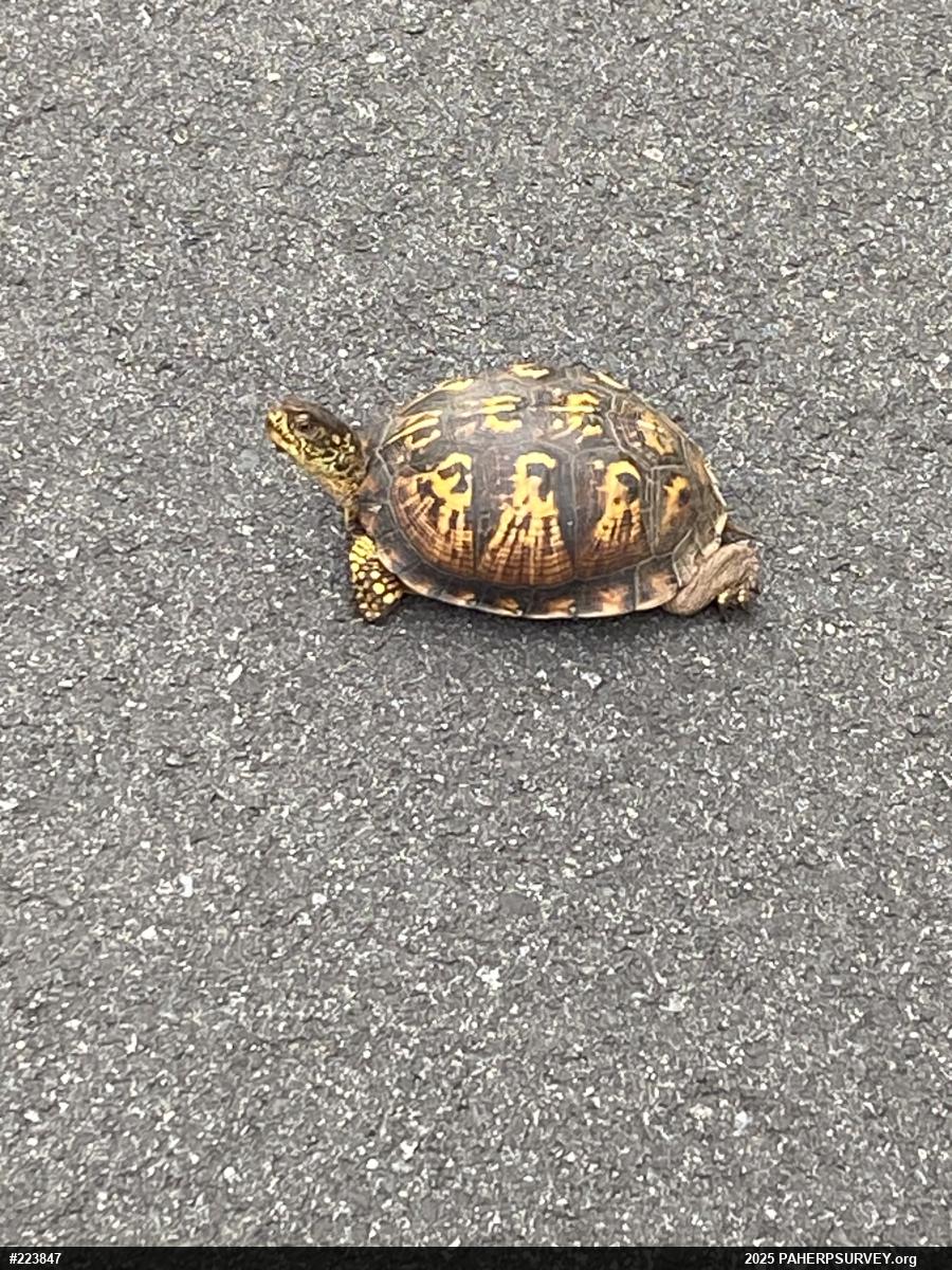 Eastern Box Turtle