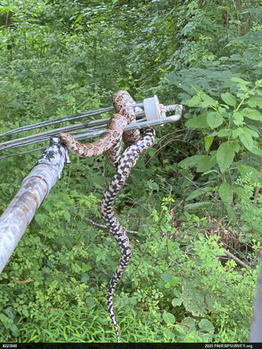 Eastern Milksnake