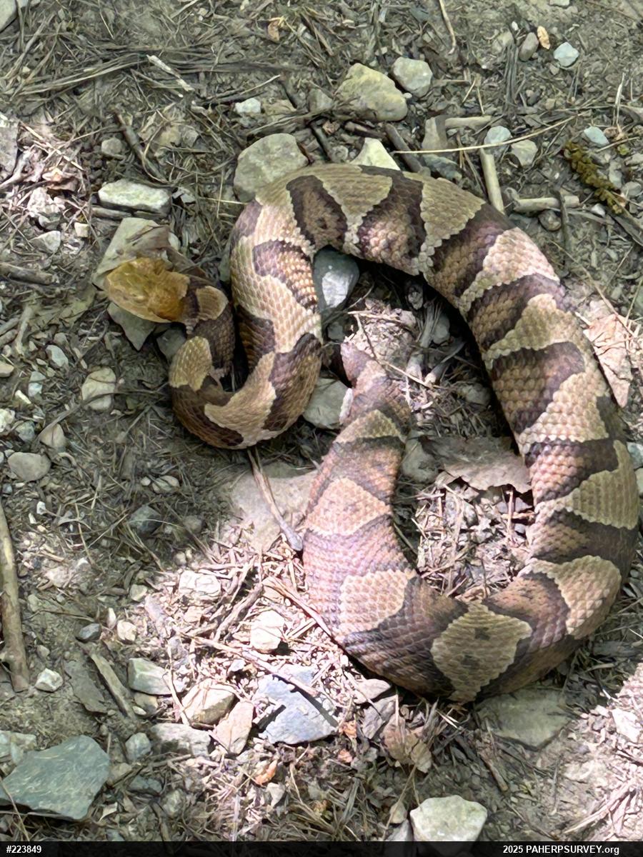 Northern Copperhead