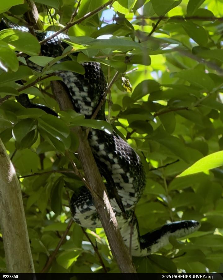 Eastern Ratsnake