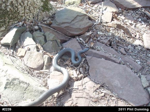 Northern Black Racer