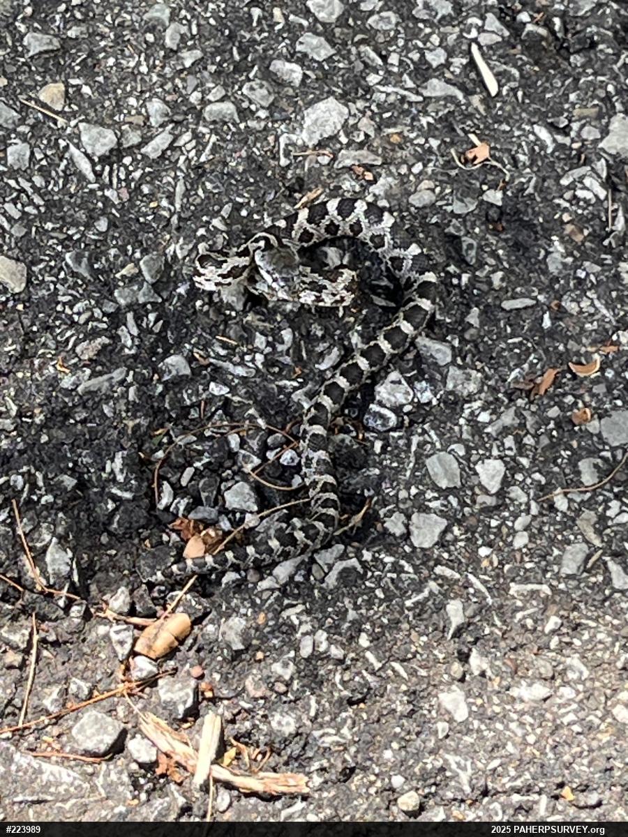 Eastern Ratsnake
