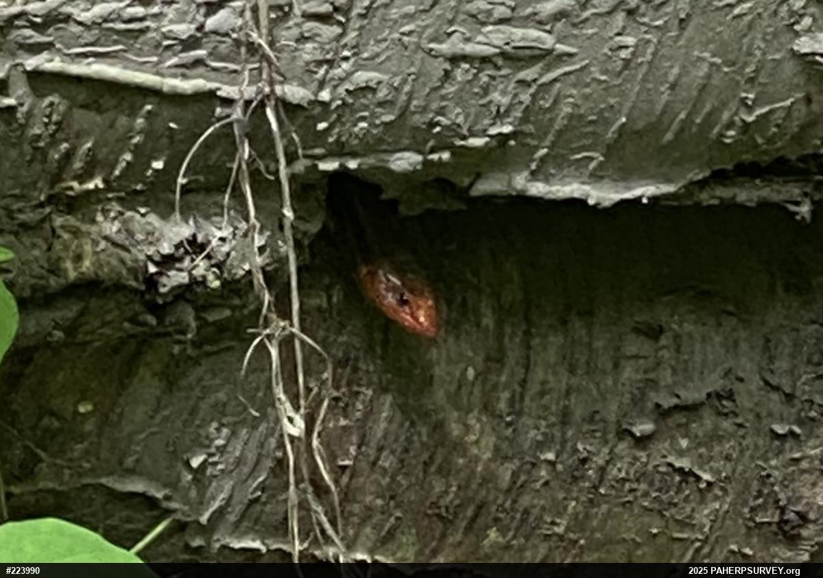 Common Five-lined Skink