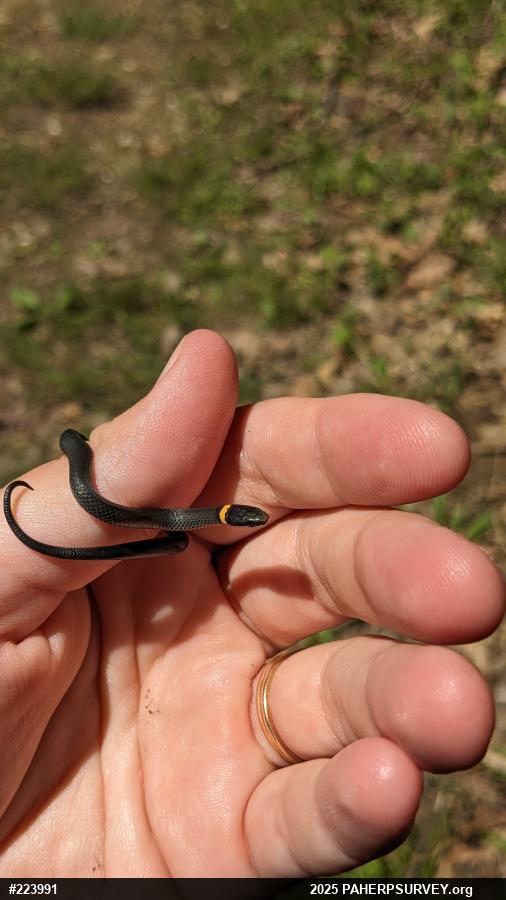 Northern Ring-necked Snake