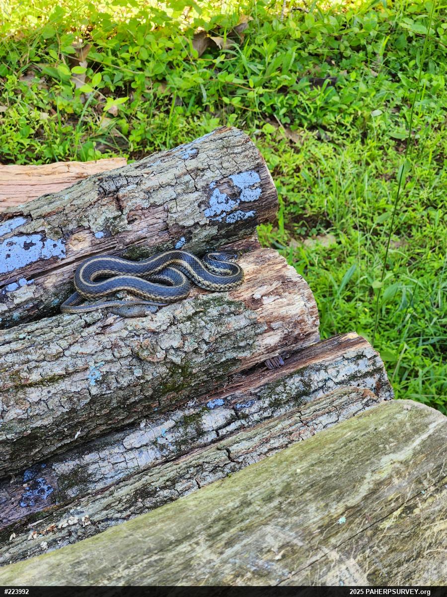 Eastern Gartersnake