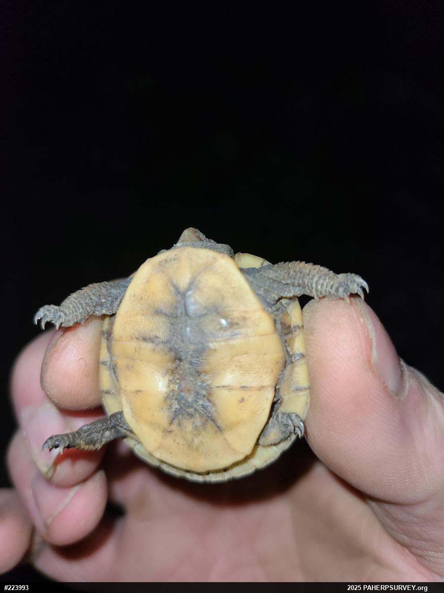Eastern Box Turtle