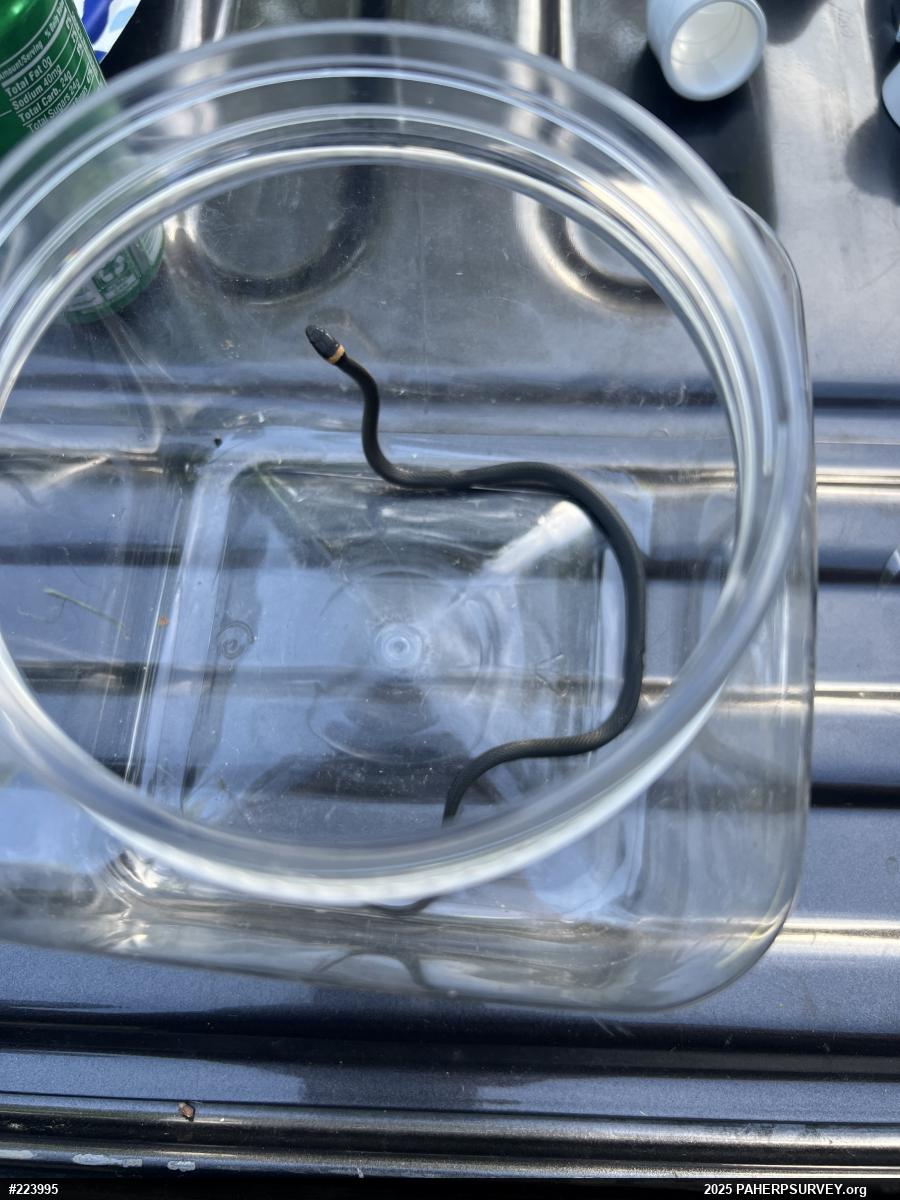 Northern Ring-necked Snake