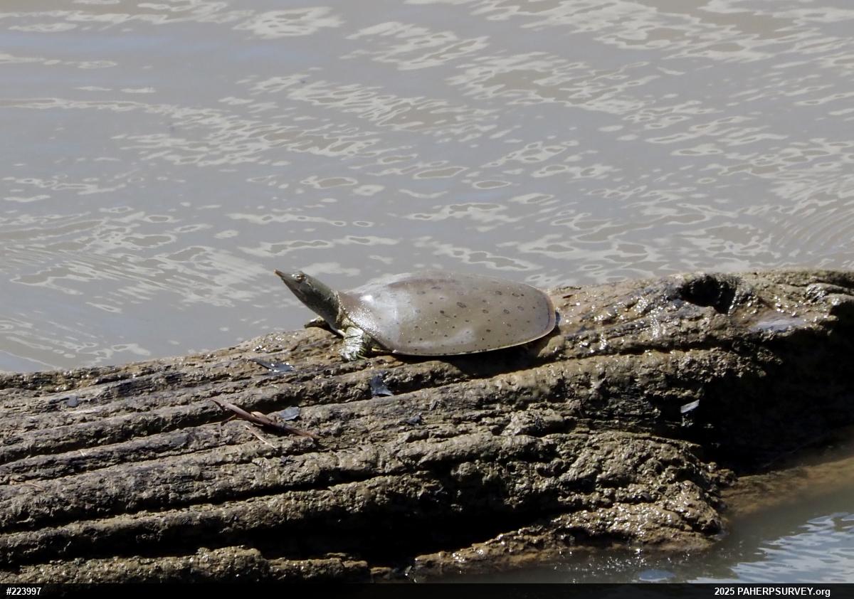 Eastern Spiny Softshell