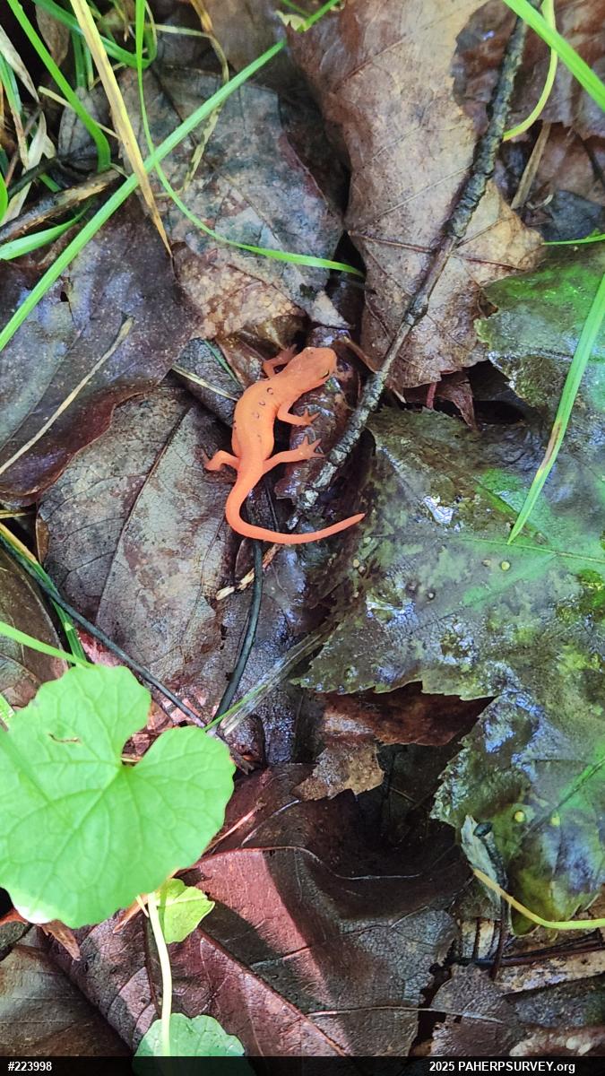 Red-spotted Newt