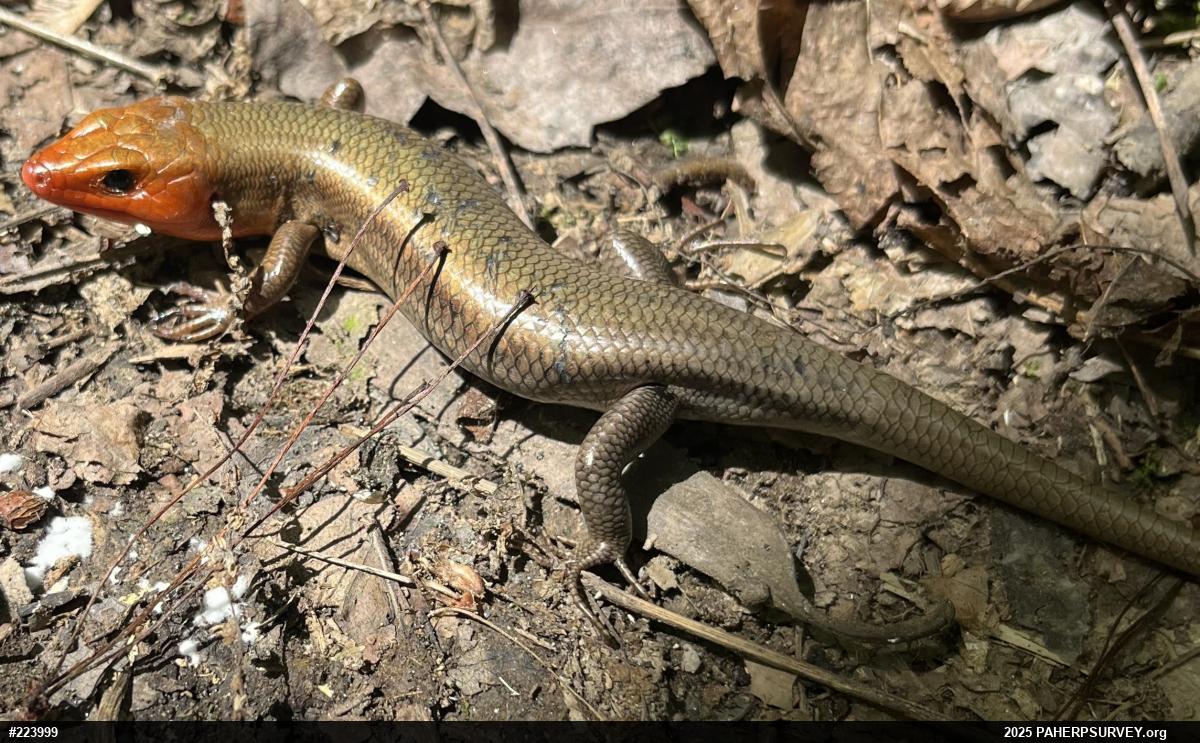 Common Five-lined Skink