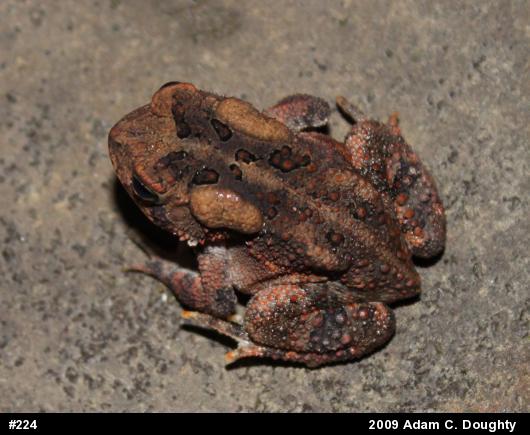 Eastern American Toad