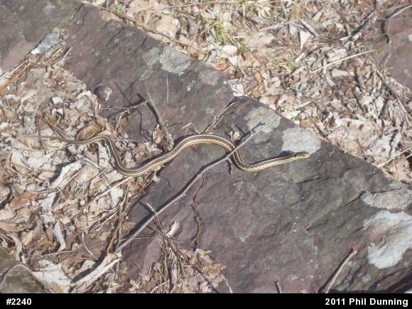 Eastern Gartersnake