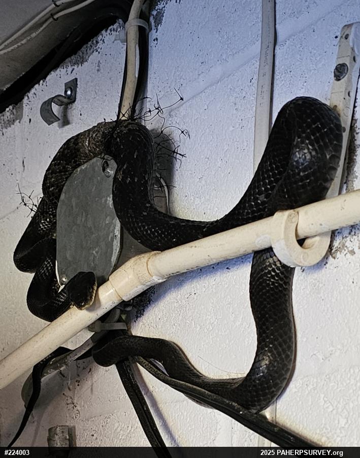 Eastern Ratsnake
