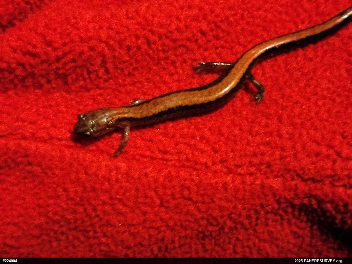 Eastern Red-backed  Salamander