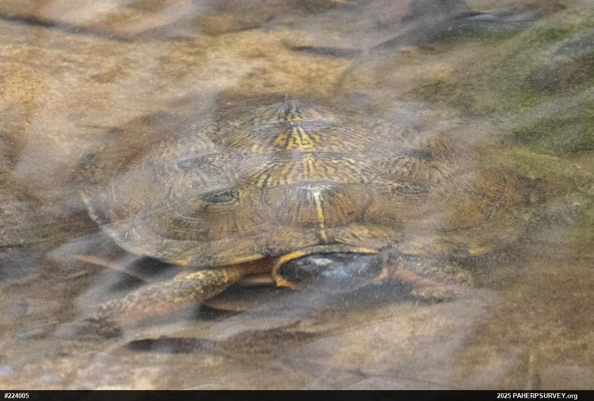 Wood Turtle