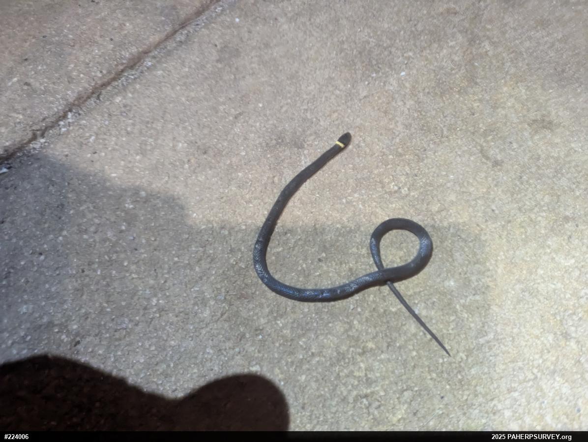 Northern Ring-necked Snake