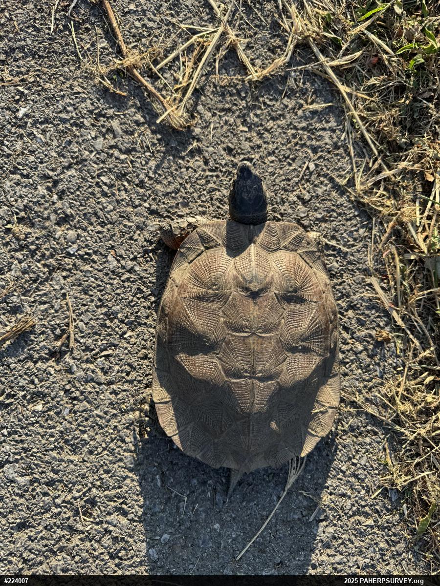 Wood Turtle