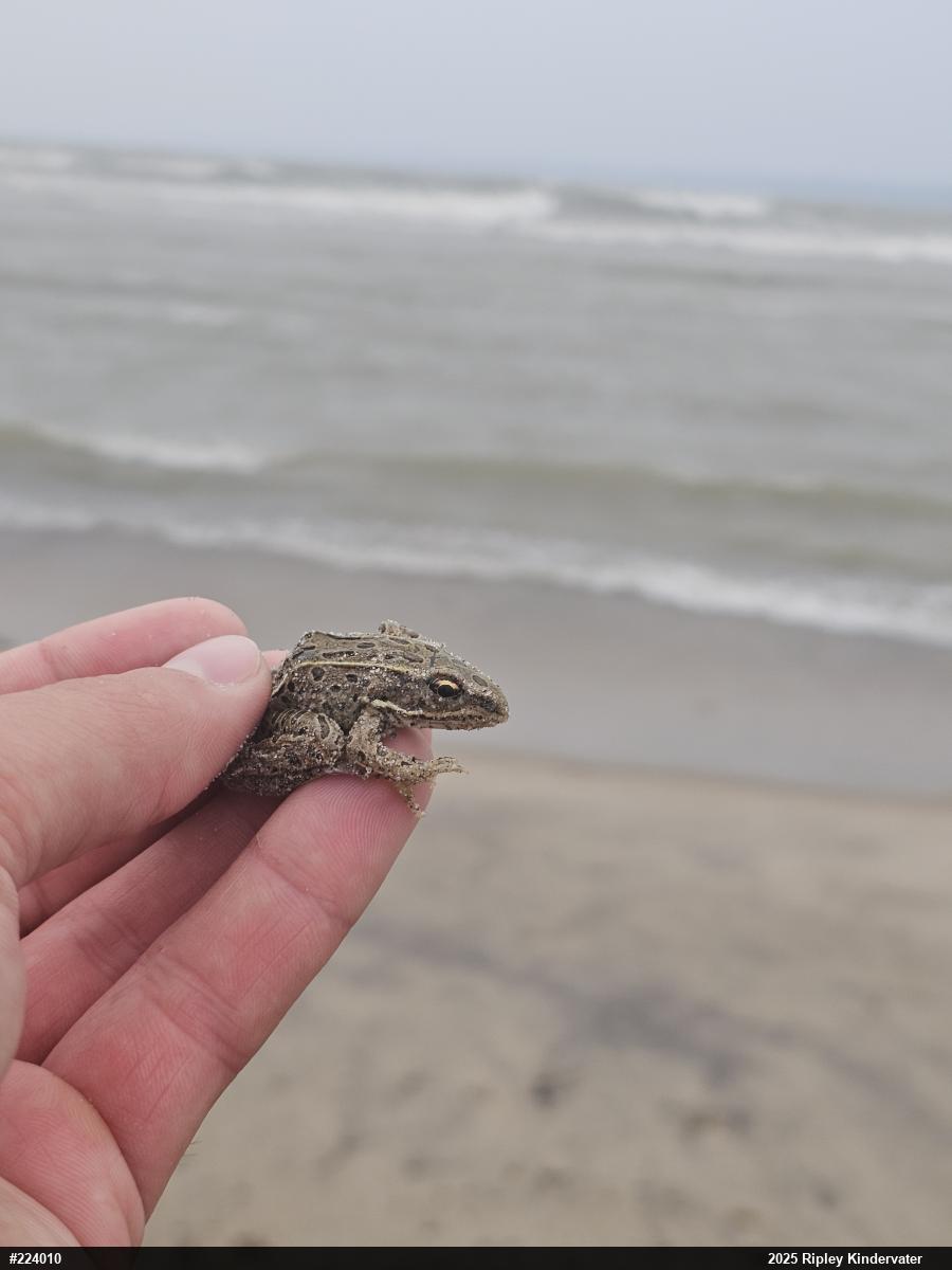 Northern Leopard Frog