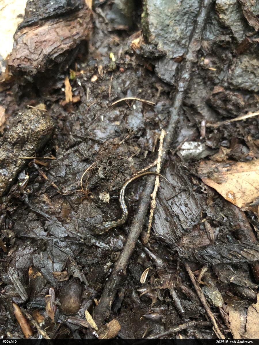 Dusky Salamanders
