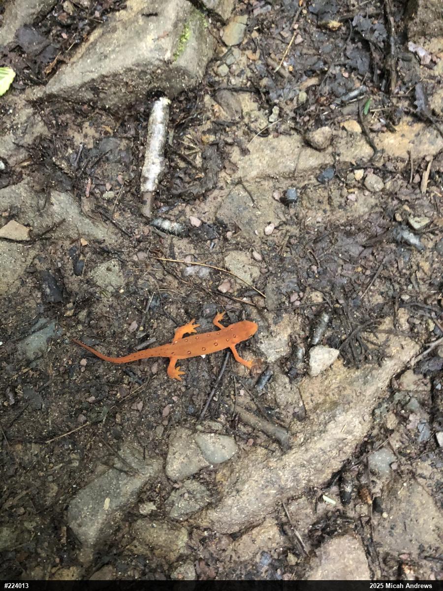 Red-spotted Newt
