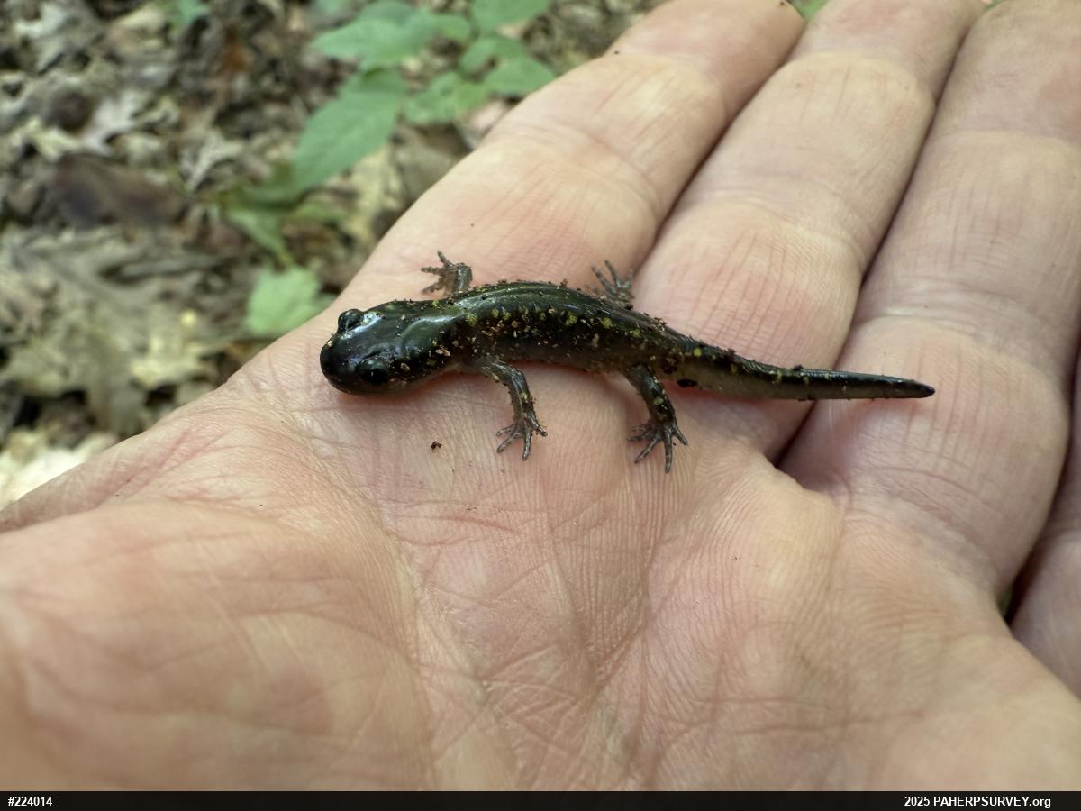 Spotted Salamander