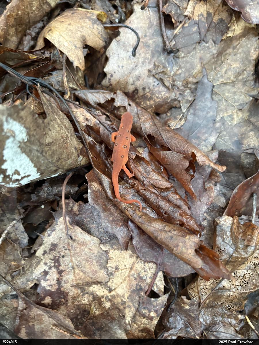 Red-spotted Newt