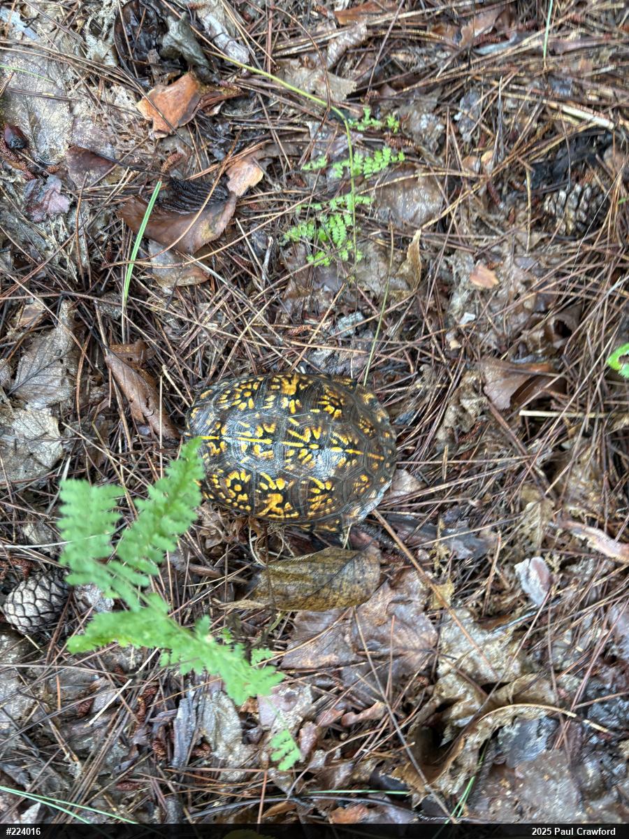 Eastern Box Turtle