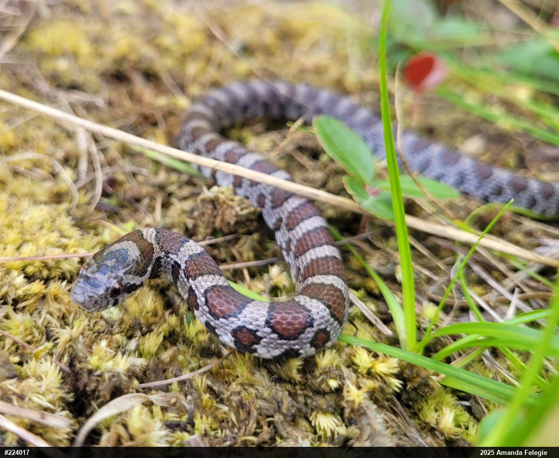 Eastern Milksnake