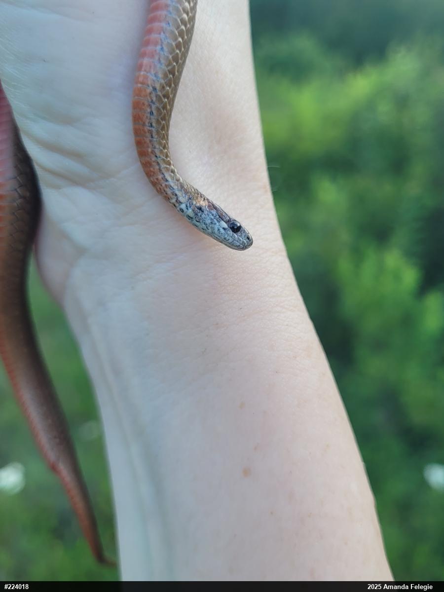 Red-bellied Snake