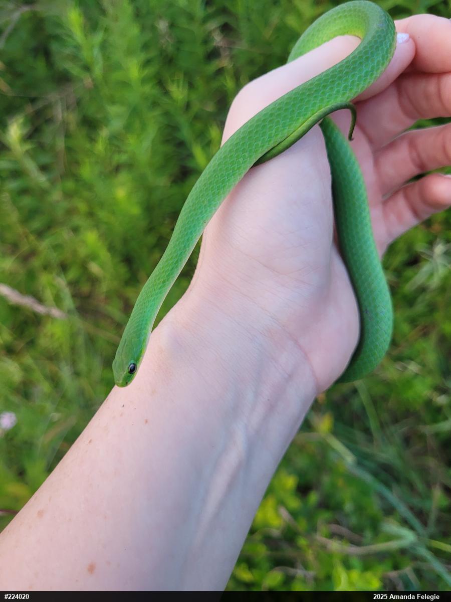 Smooth Greensnake