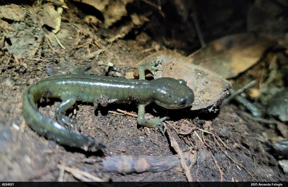 Marbled Salamander