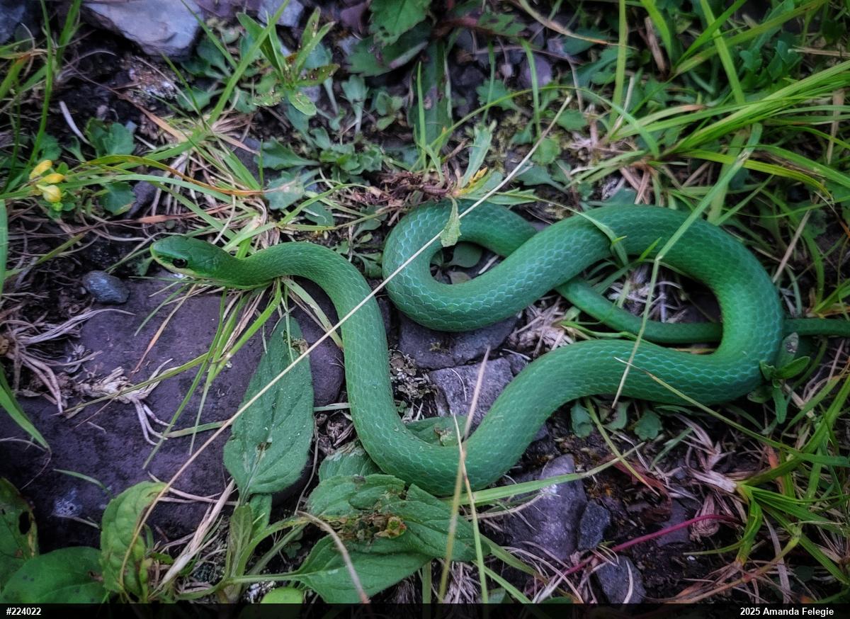Smooth Greensnake