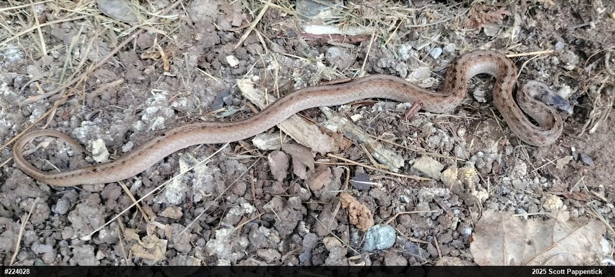 Dekay's Brownsnake