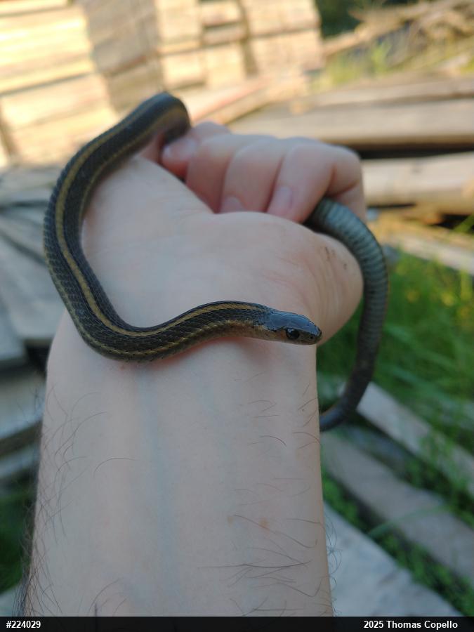 Shorthead Gartersnake