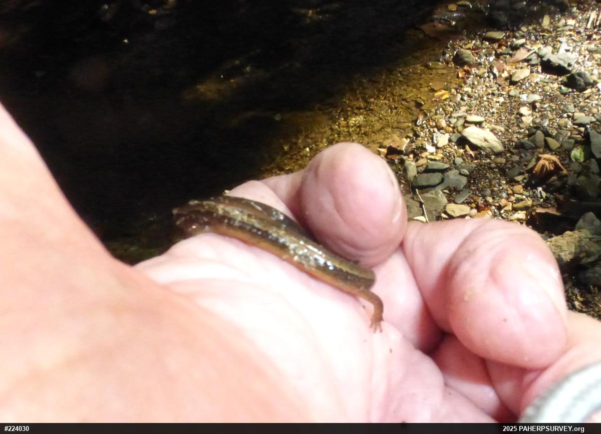 Northern Two-lined Salamander