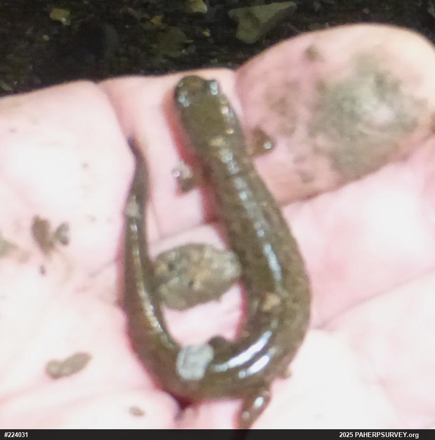 Northern Dusky Salamander