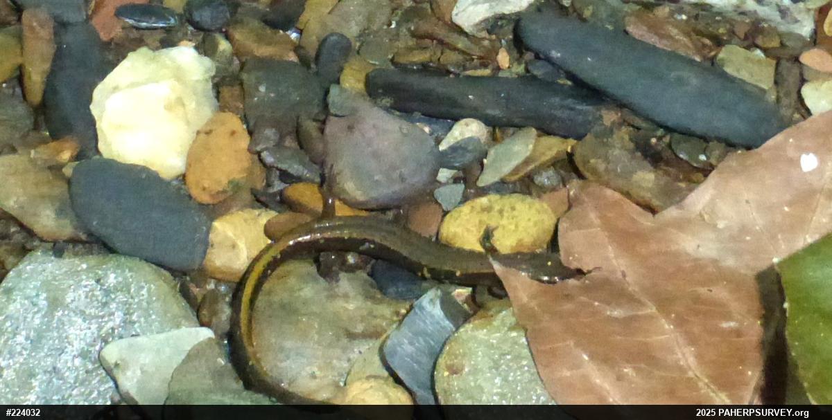 Northern Two-lined Salamander