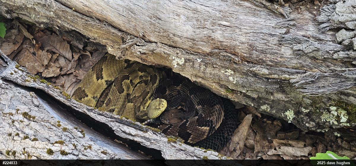 Timber Rattlesnake