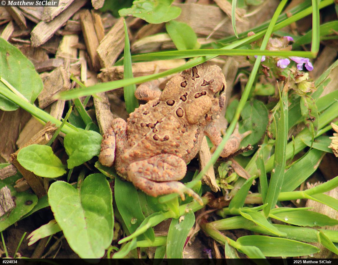 Eastern American Toad