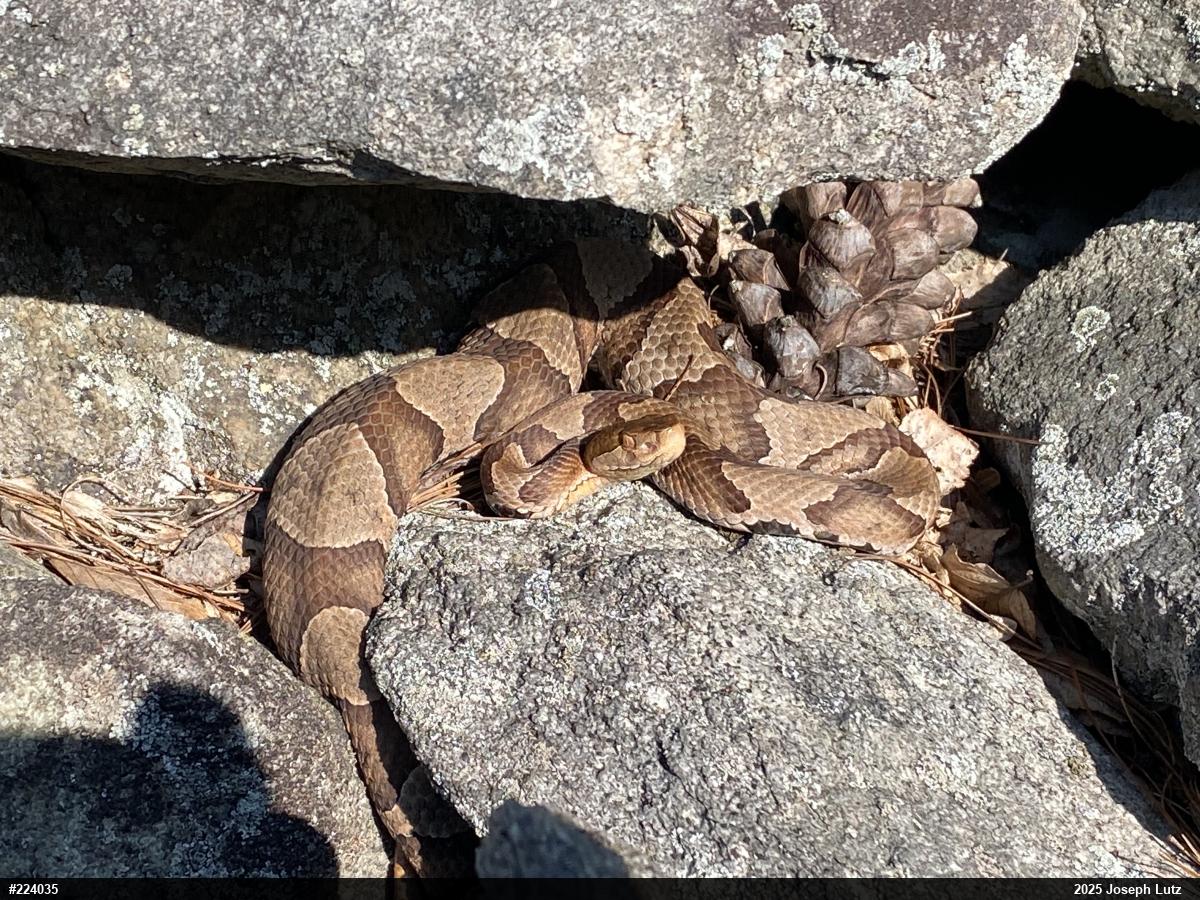 Northern Copperhead
